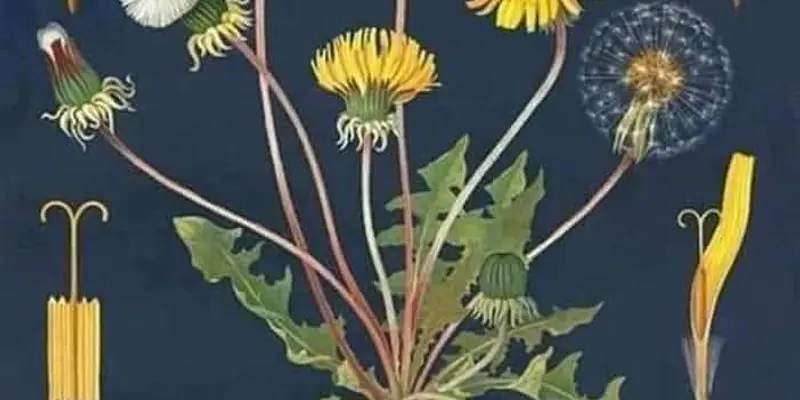 Daily Encouragement & Specials-  Conversation between St. Francis and God