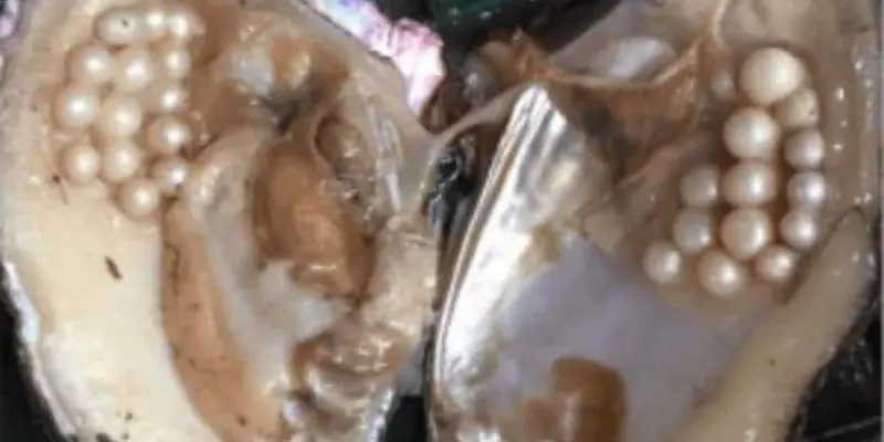 A pearl is a healed wound