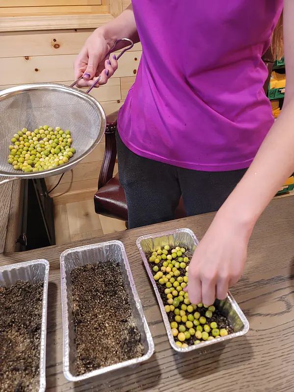 Quick Start Guide For Growing An Inside Salad Garden in 10 Days