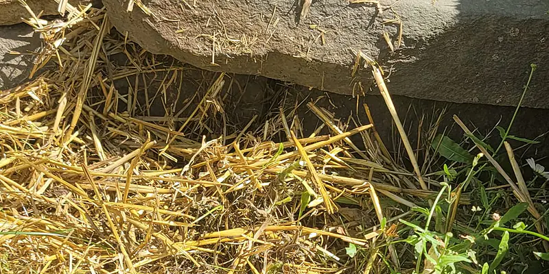 Daily Encouragement & Specials- What is a Signal Grace?