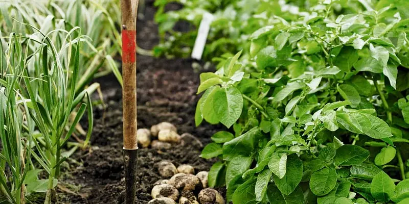 Daily Encouragement & Specials-  The Lord of the harvest is sending YOU!