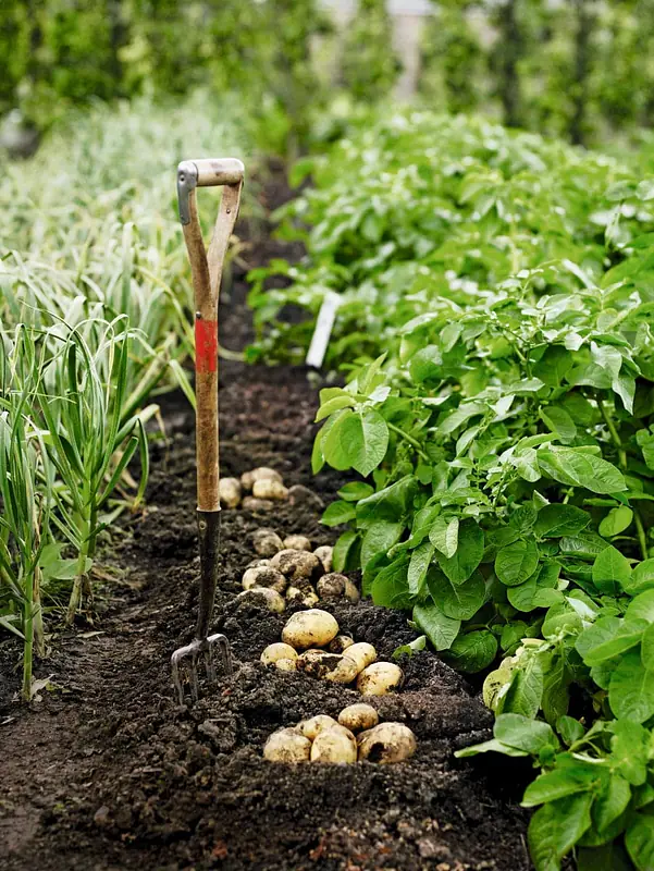 Daily Encouragement & Specials-  The Lord of the harvest is sending YOU!