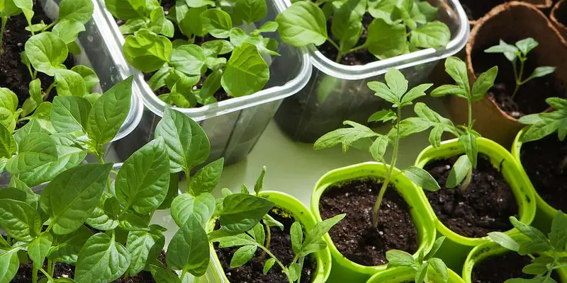 The Indoor Homesteader- Chapter 2 Pick A Spot