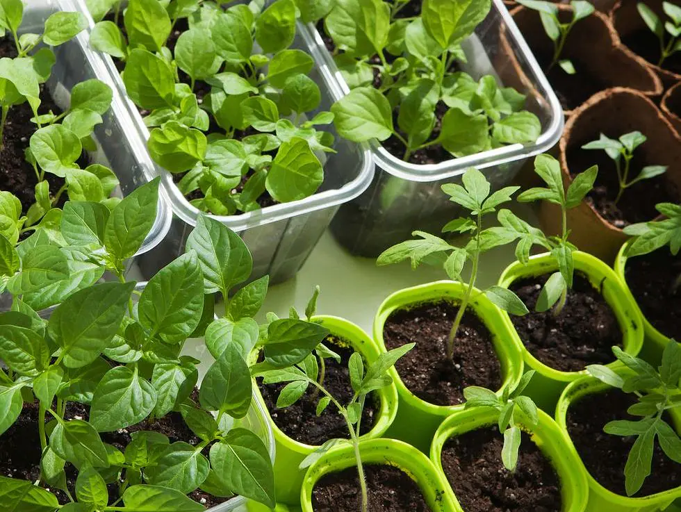 The Indoor Homesteader- Chapter 2 Pick A Spot