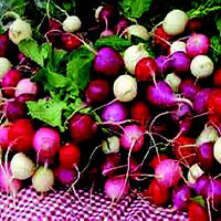 EASTER EGG RADISH SEED - Master