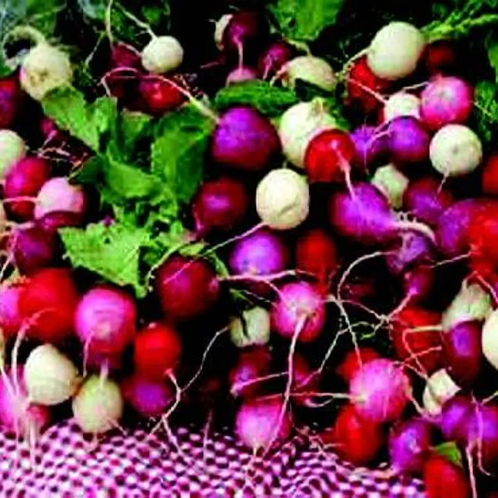 EASTER EGG RADISH SEED - Master