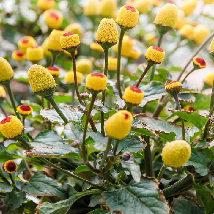 Seeds - Toothache Plant - Master