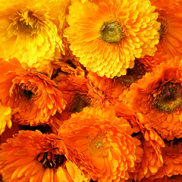 Seeds- Calendula - Master