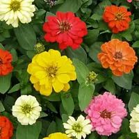 Seeds- Zinnias - Master