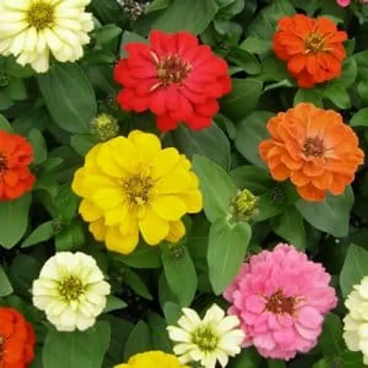Seeds- Zinnias - Master