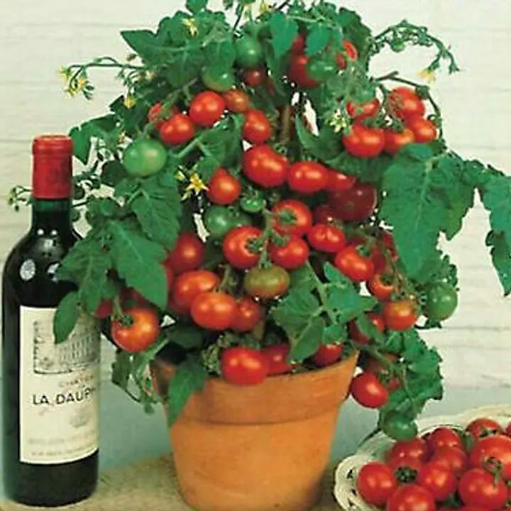 SWEETIE TOMATO SEEDS PLUS GROWING INSTRUCTIONS AND RECIPES- Pediatric Fundraiser - Master